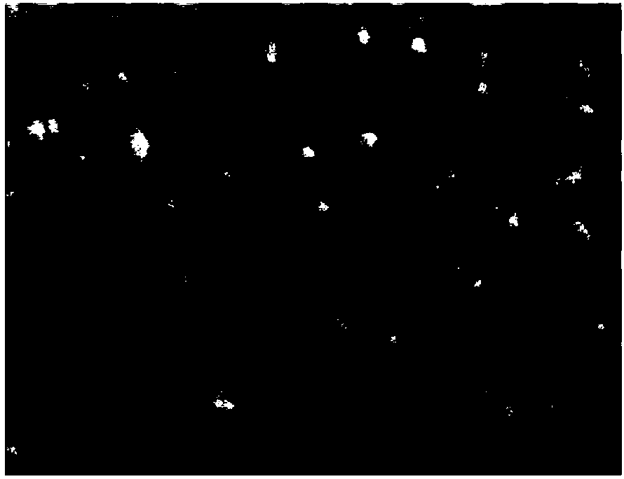 In-situ compounded carbon quantum dot - titanium dioxide nano materials with titanium dioxide nanotube array, and preparation method thereof