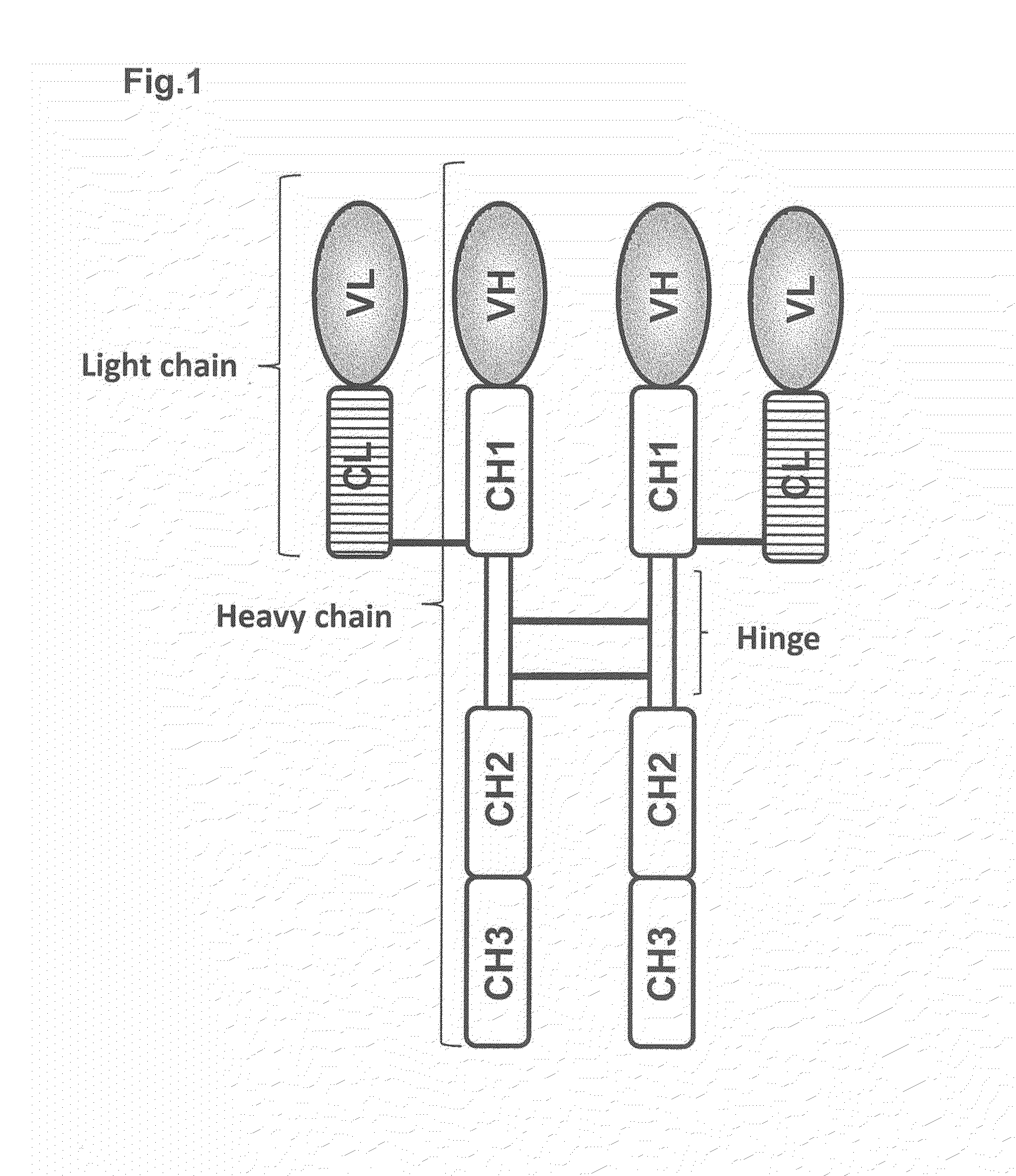 Heterodimer protein composition