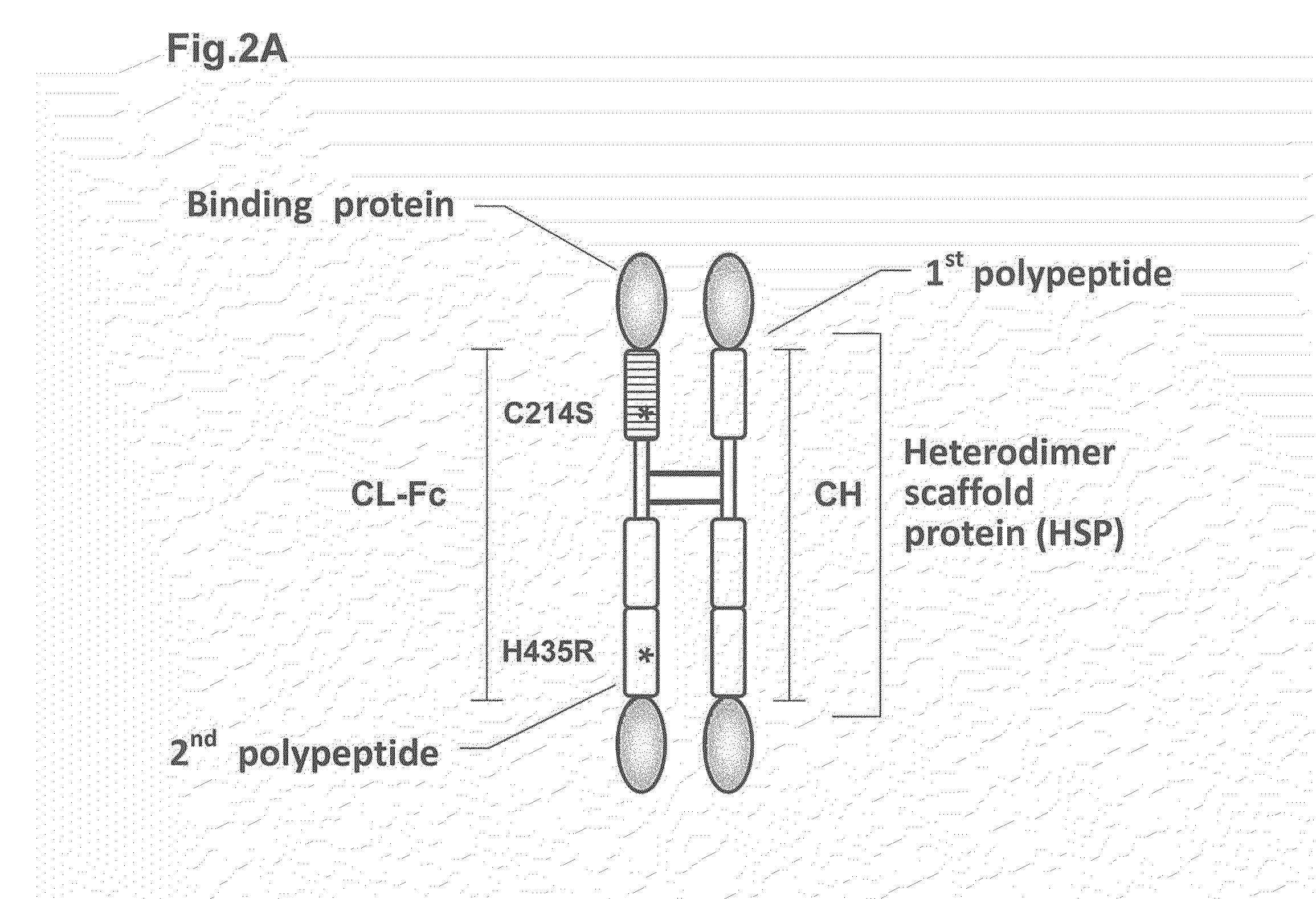 Heterodimer protein composition