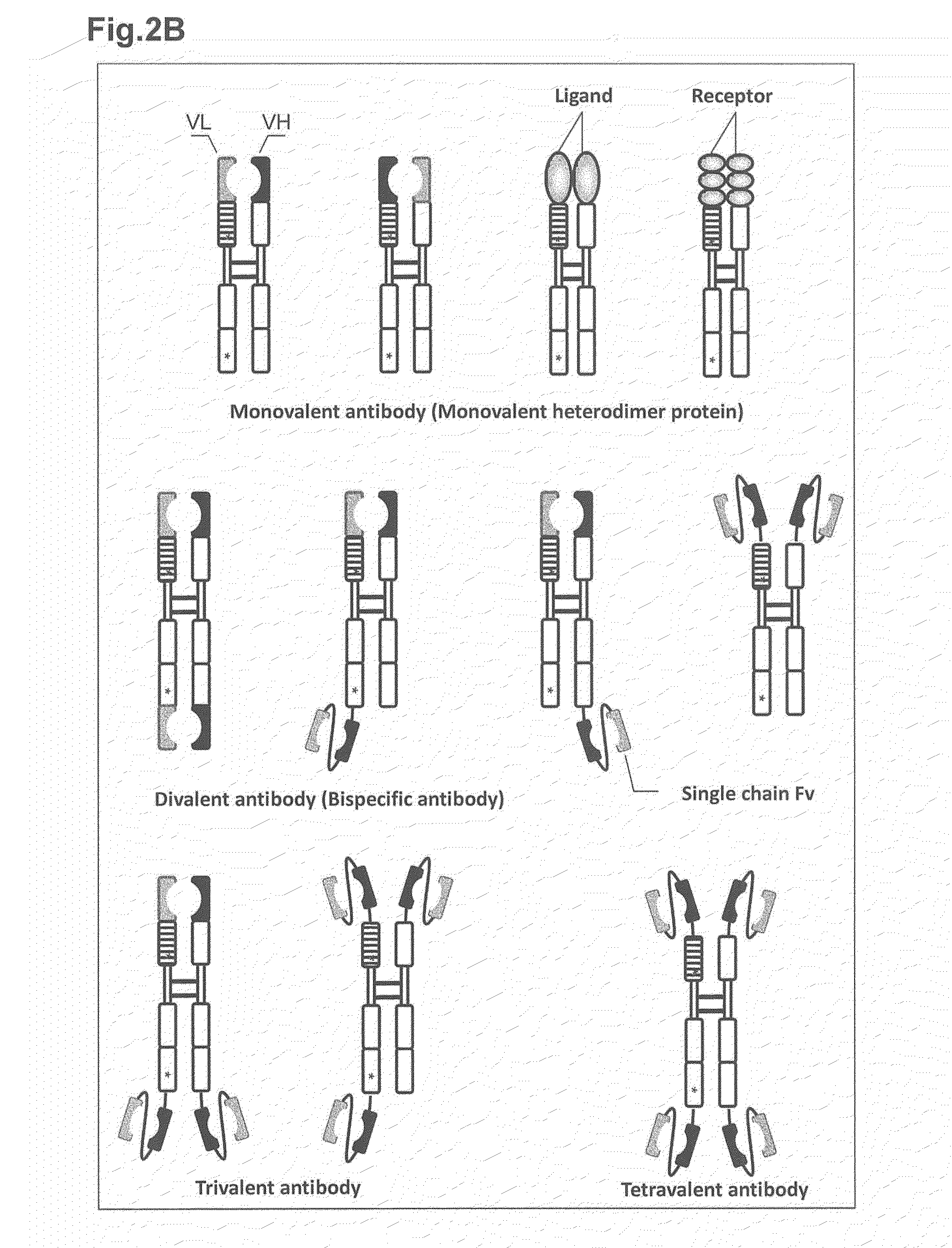 Heterodimer protein composition