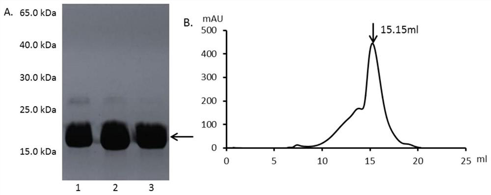 Mutant protein of osteoprotegerin and related products and applications