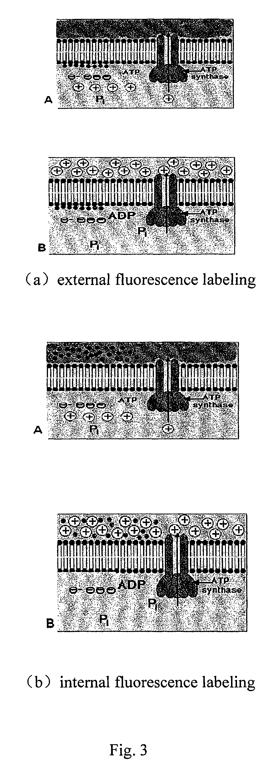 Adjustable molecular motor micropower biosensor and its application