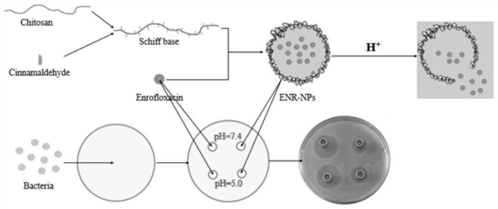 A kind of pH-responsive enrofloxacin nanoparticle and its preparation method and application