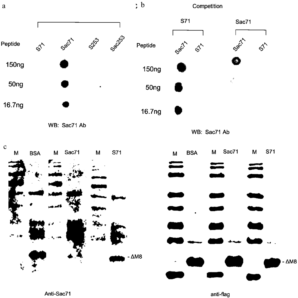 M8Sac71 antibody as well as preparation method and application thereof