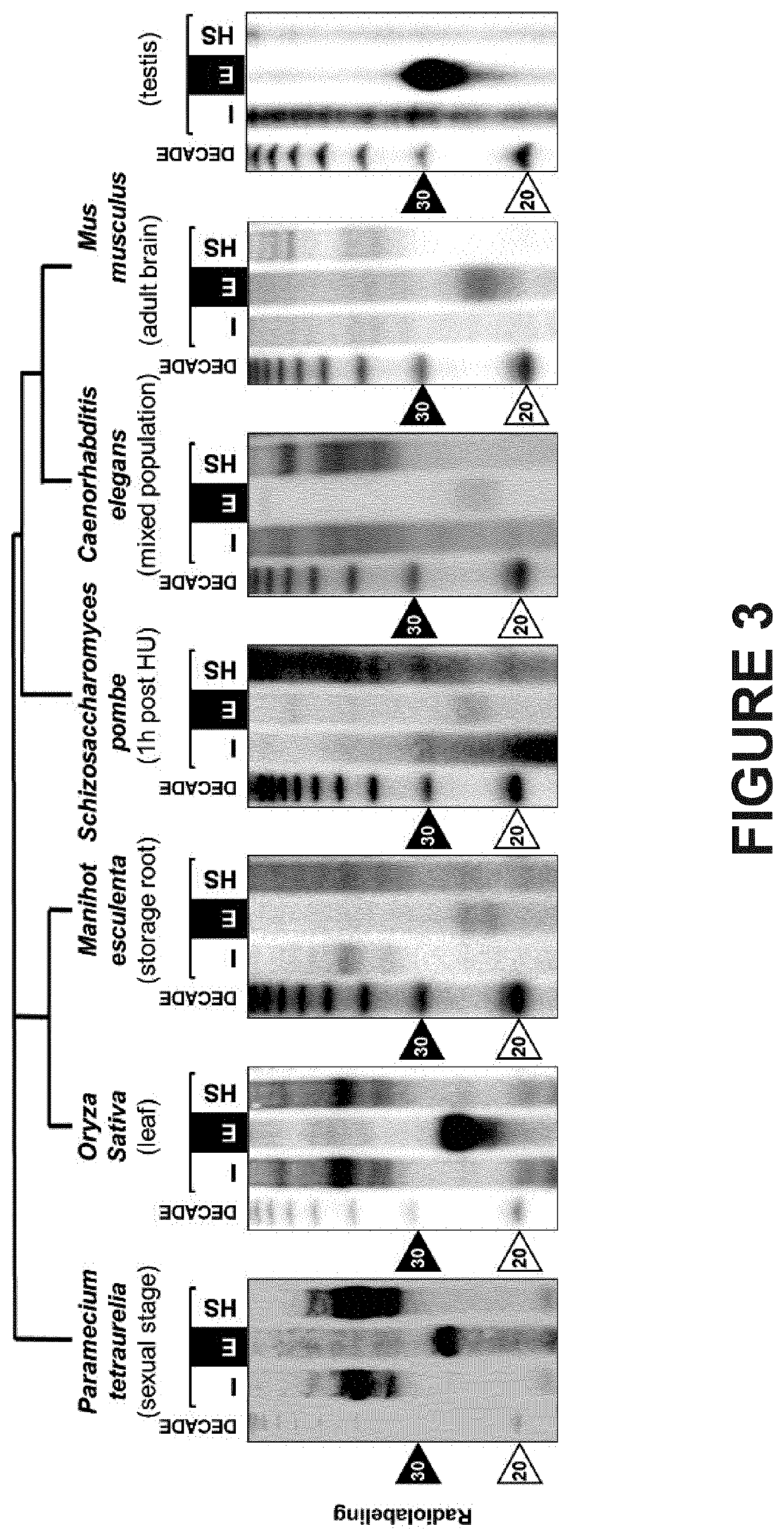 Method and kit for the purification of functional risc-associated small rnas