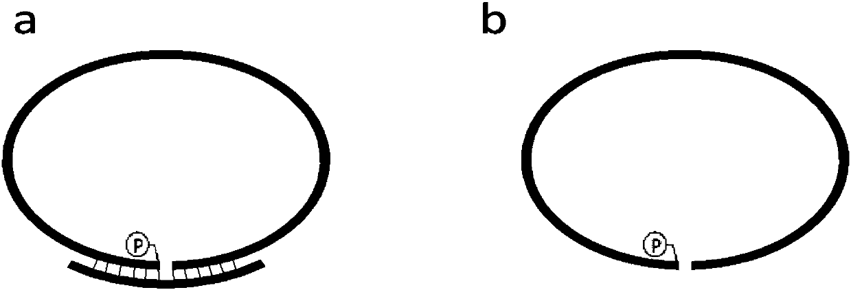 Single strand nucleic acid detection kit and method as well as application of single strand nucleic acid detection kit and method