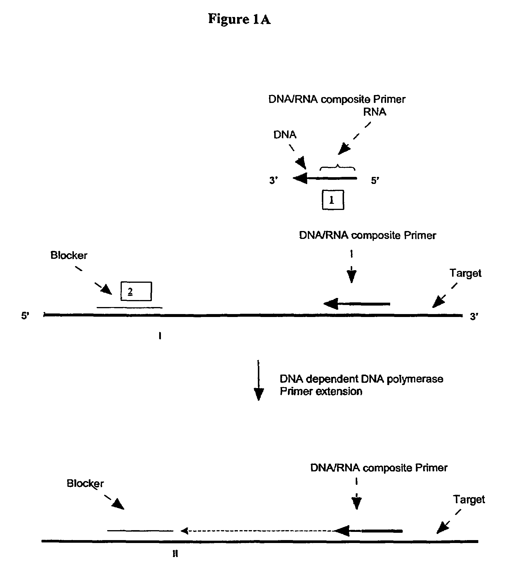 Methods and compositions for transcription-based nucleic acid amplification