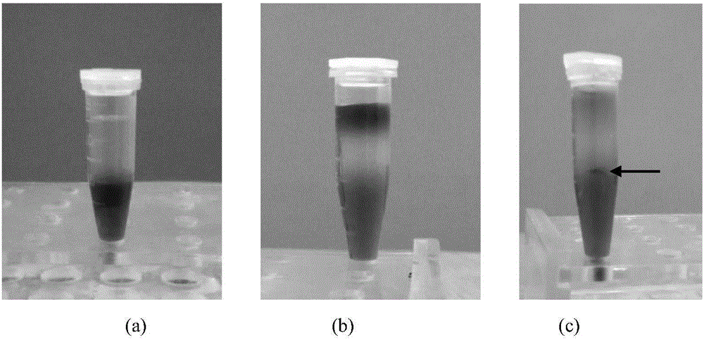 Method for characterizing microorganism phagocytosis function of macrophages of trachinotus ovatus