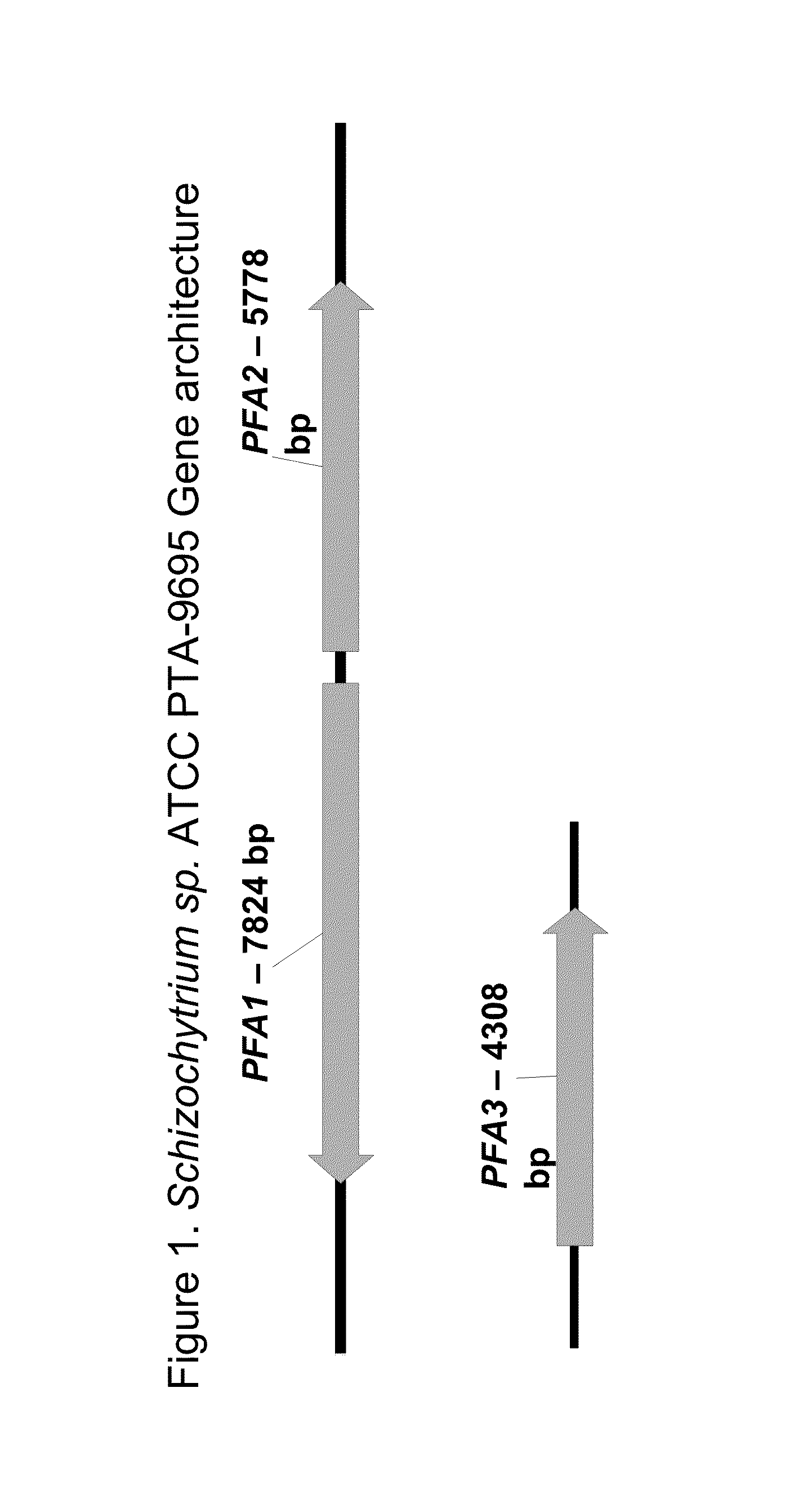 Polyunsaturated fatty acid synthase nucleic acid molecules and polypeptides, compositions, and methods of making and uses thereof