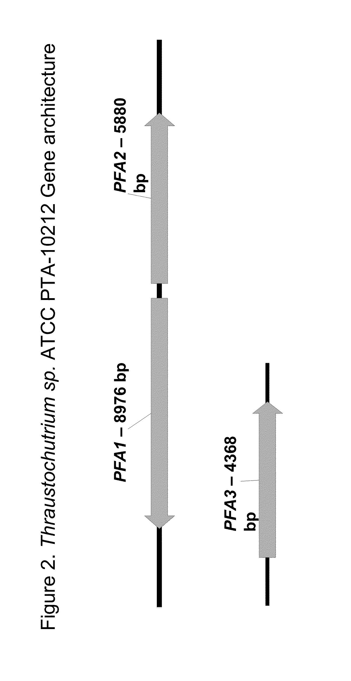 Polyunsaturated fatty acid synthase nucleic acid molecules and polypeptides, compositions, and methods of making and uses thereof