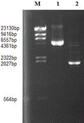 Pullulanase enzyme production gene, carrier containing same and application of carrier