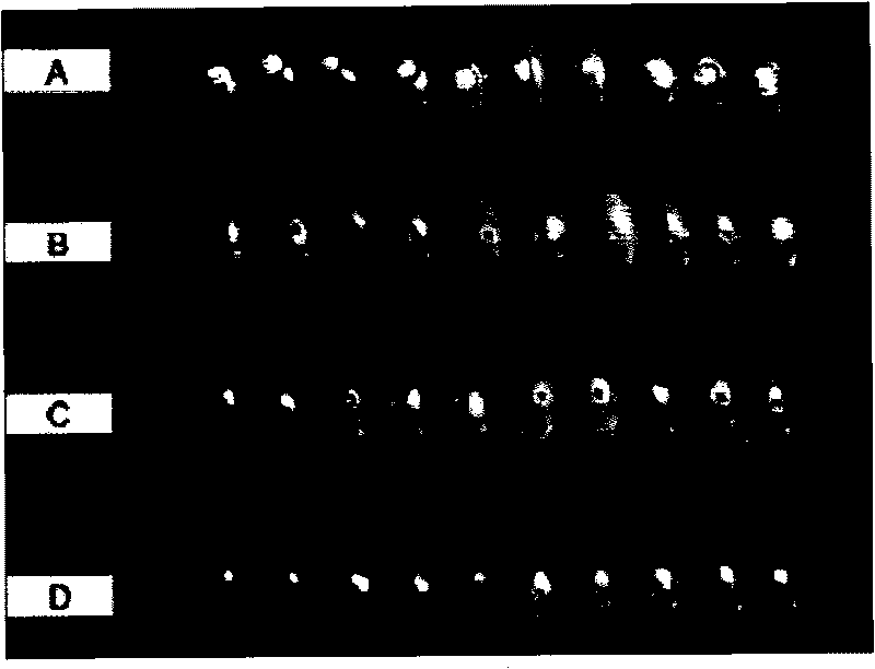 Erythrochromogenes and use thereof in biological control of diseases