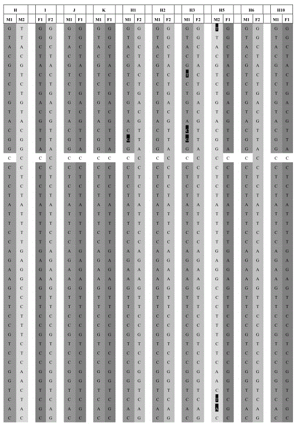 Human embryo spinal muscular atrophy mutant gene detection kit