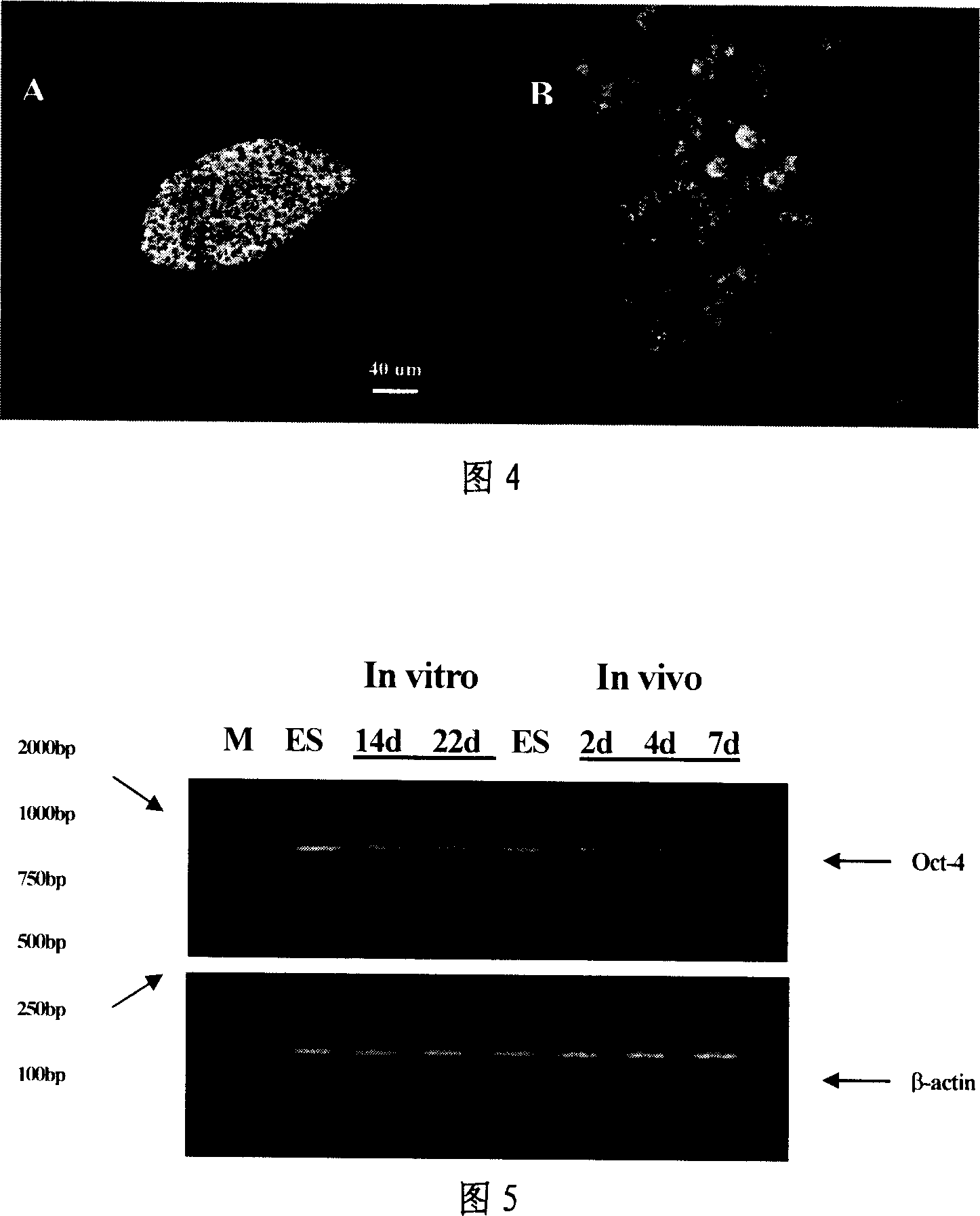 Method for realizing directional proliferation and differentiation of stem cell