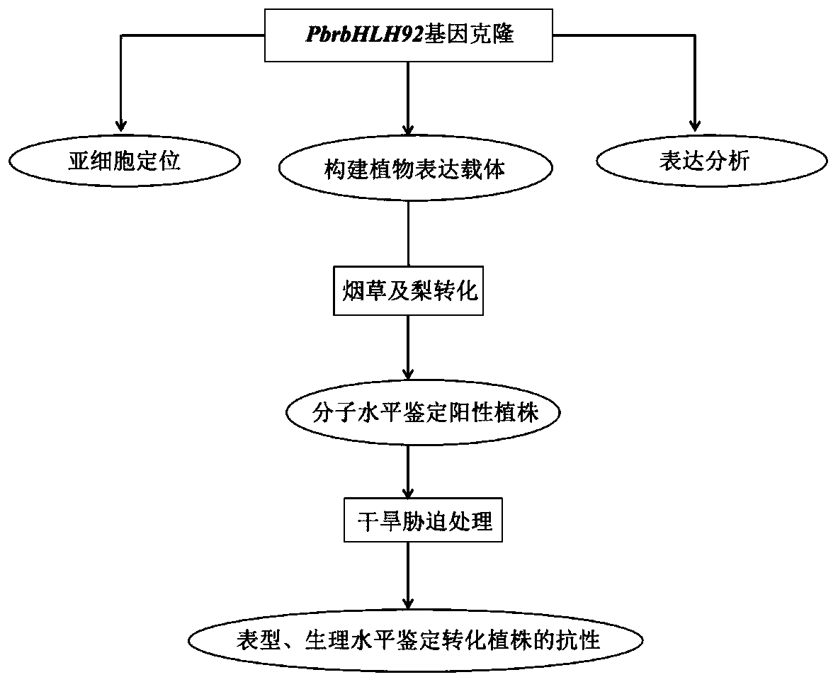 Anti-abiotic-stress transcription factor PbrbHLH92, primer thereof, protein encoded by anti-abiotic-stress transcription factor PbrbHLH92 and application