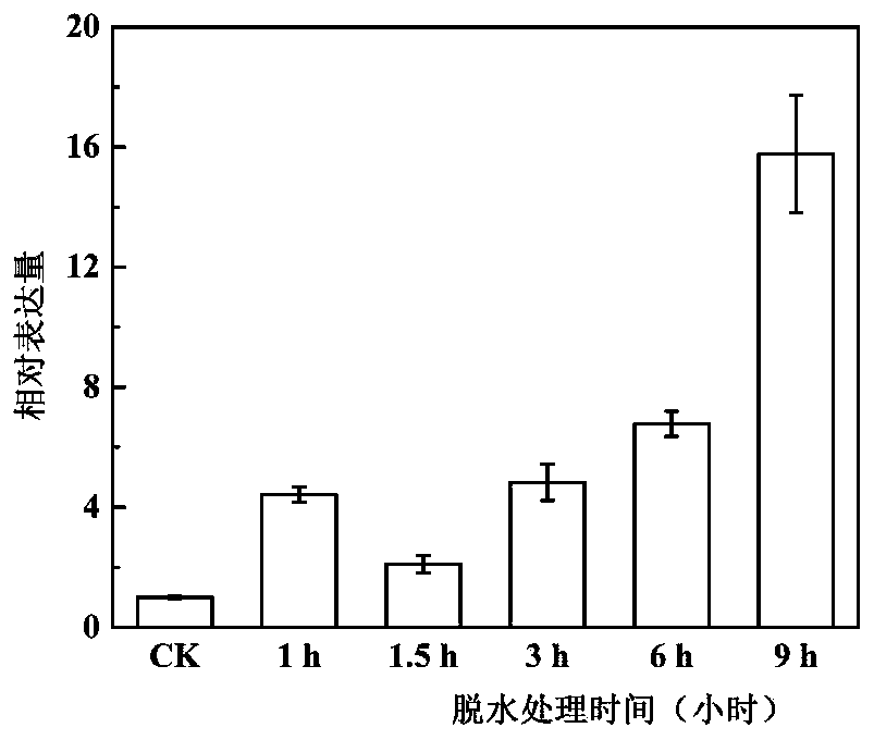 Anti-abiotic-stress transcription factor PbrbHLH92, primer thereof, protein encoded by anti-abiotic-stress transcription factor PbrbHLH92 and application