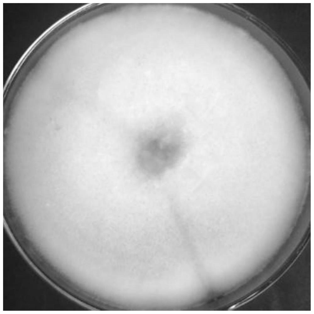 Aspergillus fumigatus strain and application thereof