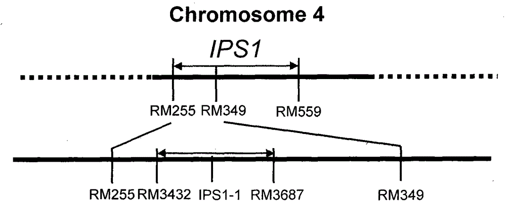 A specific molecular marker for detecting rice panicle structure gene ips1 and its detection method