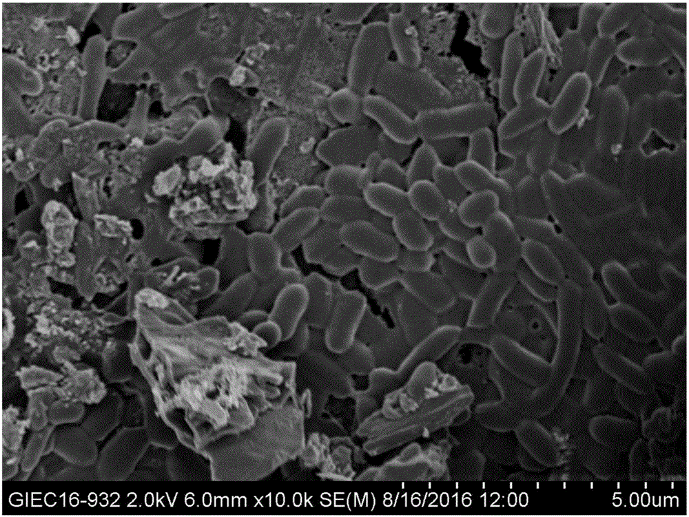 Preparation method and application of waste bacterial rod carbon anode