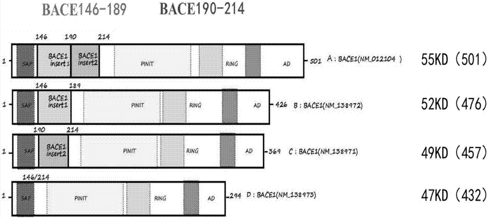 Functional research and development of BACE1 subtype for inhibiting accumulation of Abeta in brain and application of BACE1 subtype