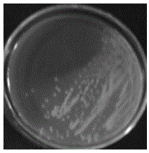 Agrobacteriumsp. having free-living nitrogen fixing ability, and applications thereof