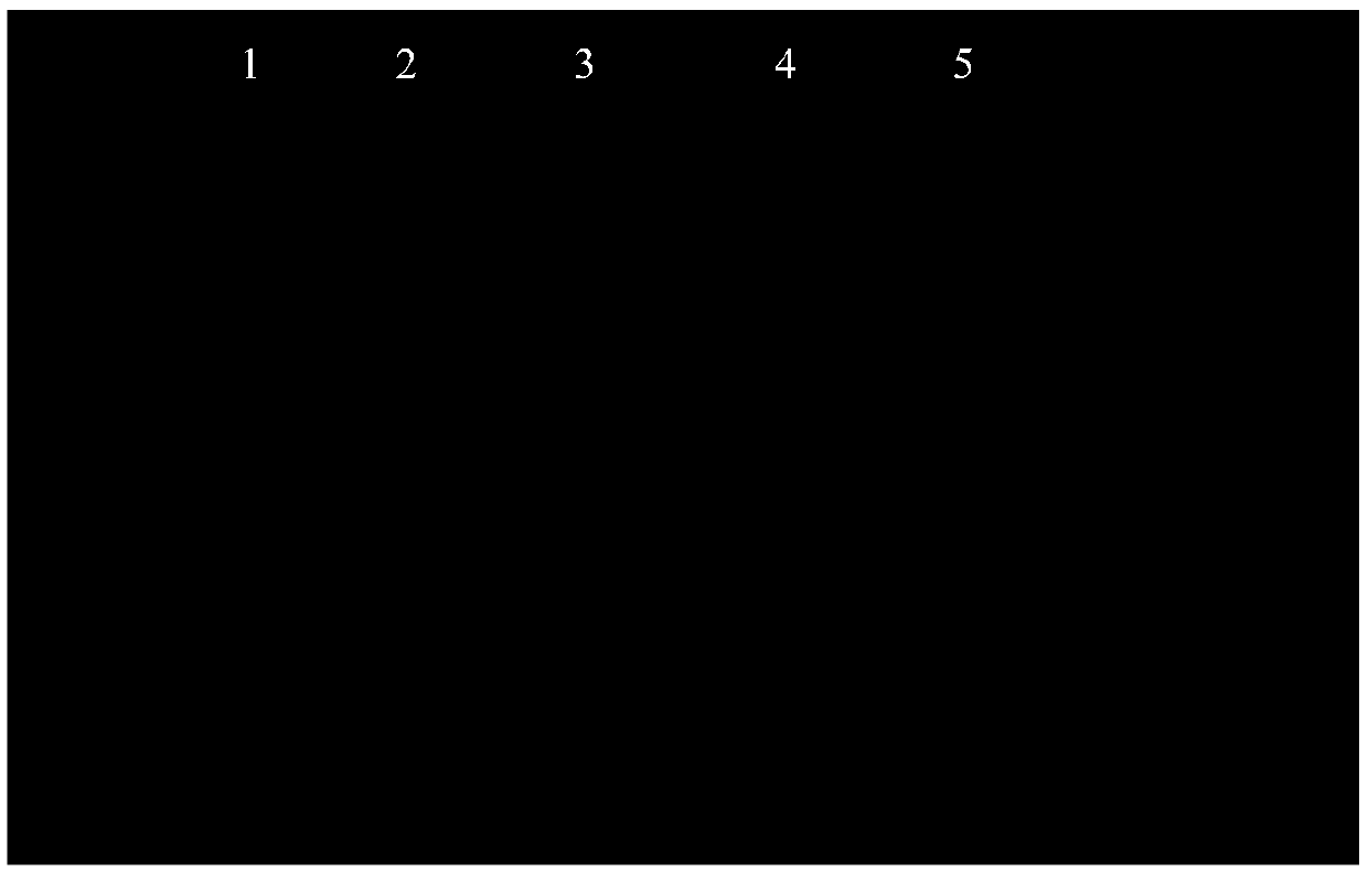 Feilike mixture extract and use thereof and quality control method