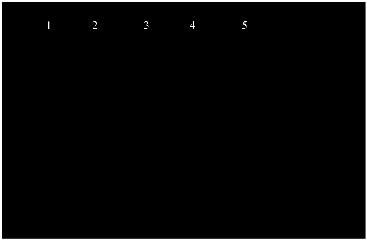 Feilike mixture extract and use thereof and quality control method