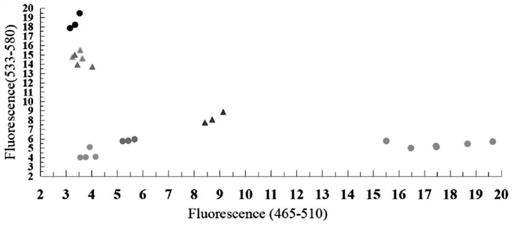 Functional KASP molecular marker of wheat powdery mildew resistance gene PmV and application thereof