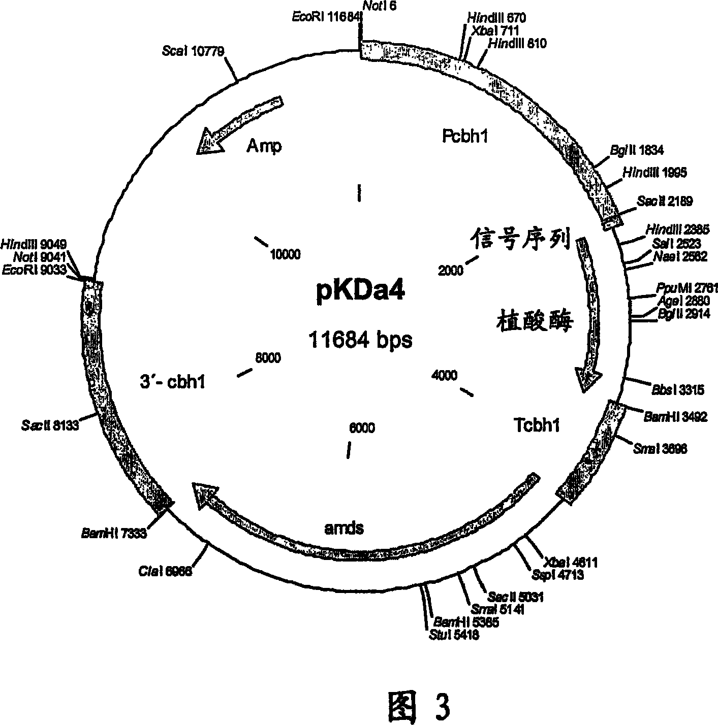 Polypeptide having a phytase activity and nucleotide sequence coding therefor