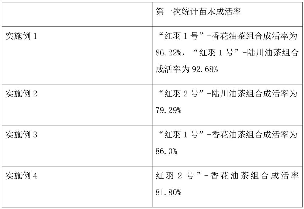 Method for grafting new variety of "Hongyu" camellia oleifera seedlings by using distant variety as stock