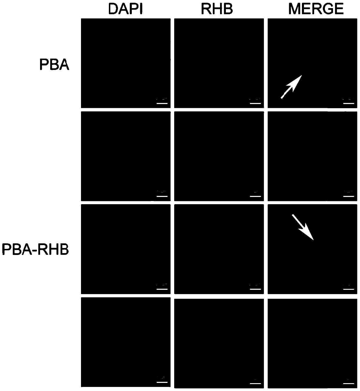 Application of phenylboronic acid in preparing nuclear-targeted boron capture agent