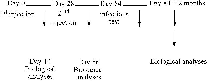 Therapeutic vaccine peptide complex for preventing and treating disorders in mammals