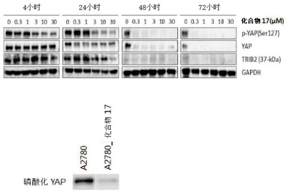 Novel indazole derivatives and uses thereof