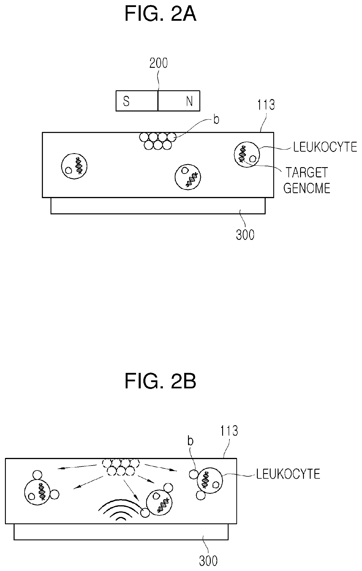 Apparatus and method for extracting genome using ultrasound transducer and magnetic bead