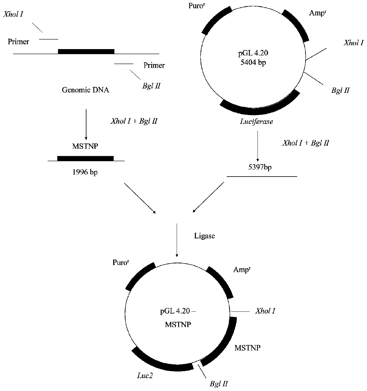 A kind of anti-cancer cachexia compound and its application