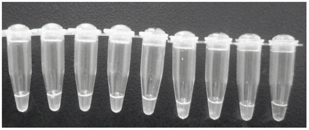 Rapid detection primer for aeromonas salmonicida subsp.salmonicida and application of rapid detection primer