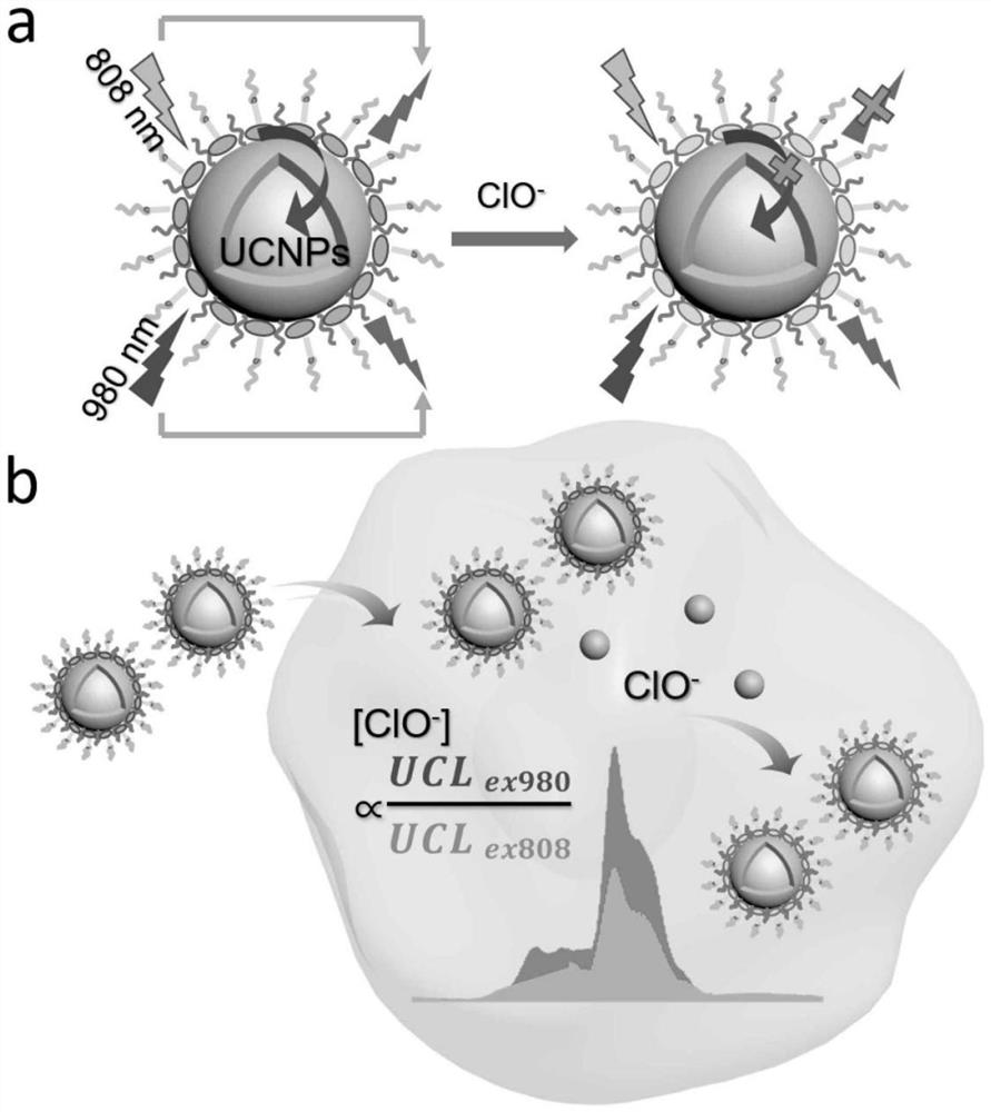 An Intracellular Detection Method Based on Dual Excitation Ratiometric Upconversion Fluorescent Probes