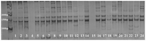 Rapid soybean DNA obtaining method for PCR amplification and PCR amplification method