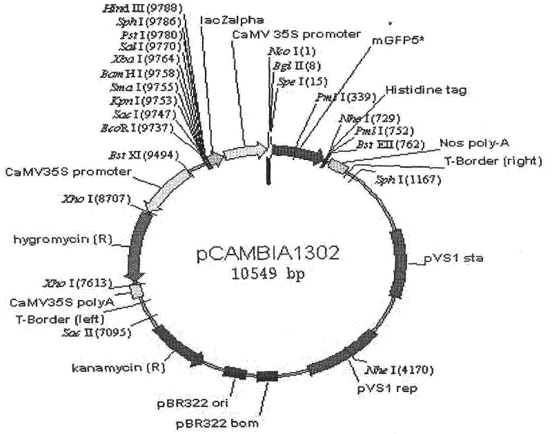 Cloning of poncirustrifoliata mitogen-activated protein kinase (PtrMAPK) and application of PtrMAPK to improvement of drought resistance of plant