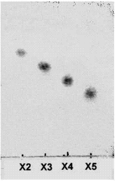 Method of extracting xylo-oligosaccharide from bamboo shoot shells and separating to obtain xylo-oligosaccharide monomer