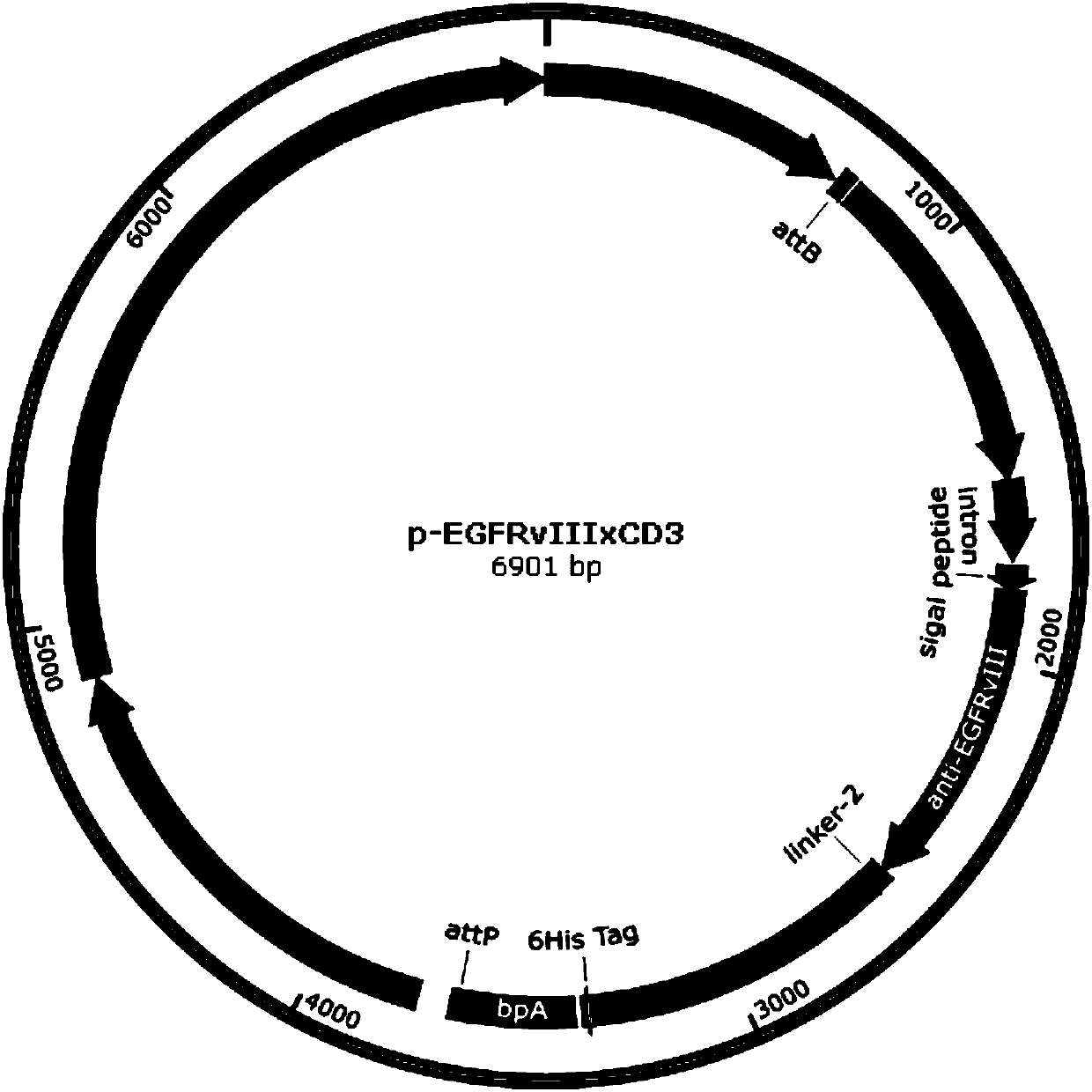 Specific dual-targeting antibody for resisting EGFRvIII and CD3, minicircle DNA containing dual-targeting antibody expression cassette and applications