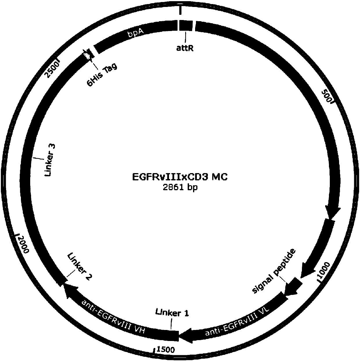 Specific dual-targeting antibody for resisting EGFRvIII and CD3, minicircle DNA containing dual-targeting antibody expression cassette and applications