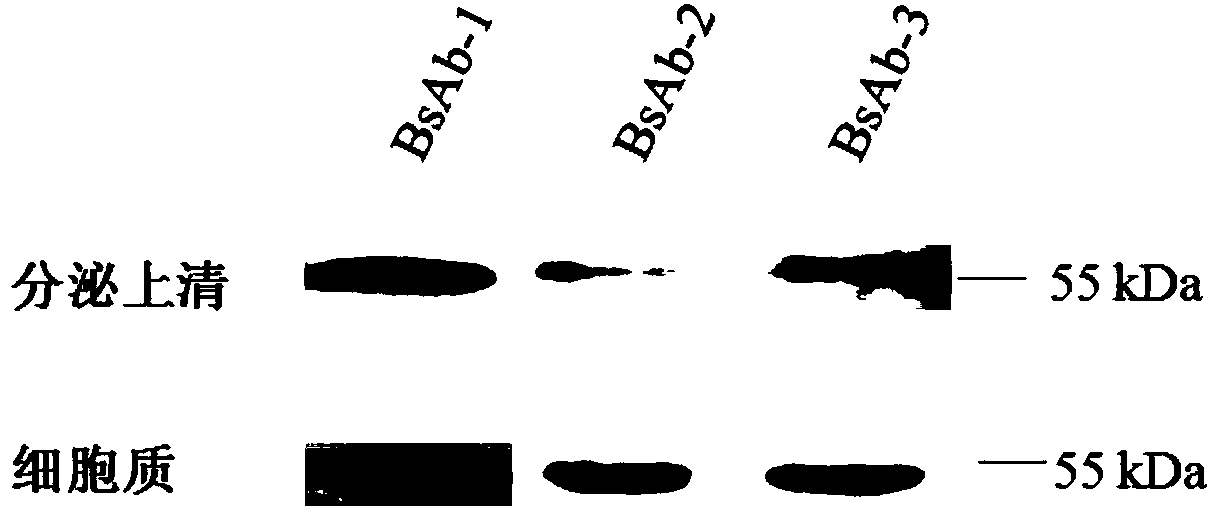 Specific dual-targeting antibody for resisting EGFRvIII and CD3, minicircle DNA containing dual-targeting antibody expression cassette and applications