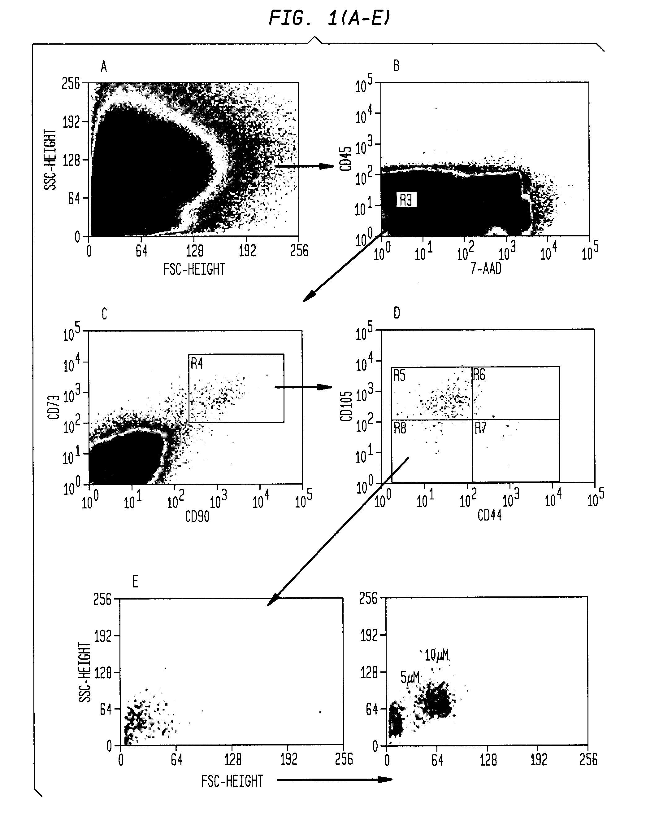 Adult mesenchymal stem cell (MSC) compositions and methods for preparing the same