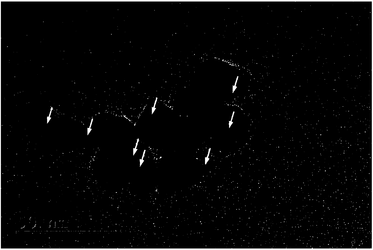 Preparation method of air purification photocatalyst with extra-small precious metal loaded on titanium dioxide surface