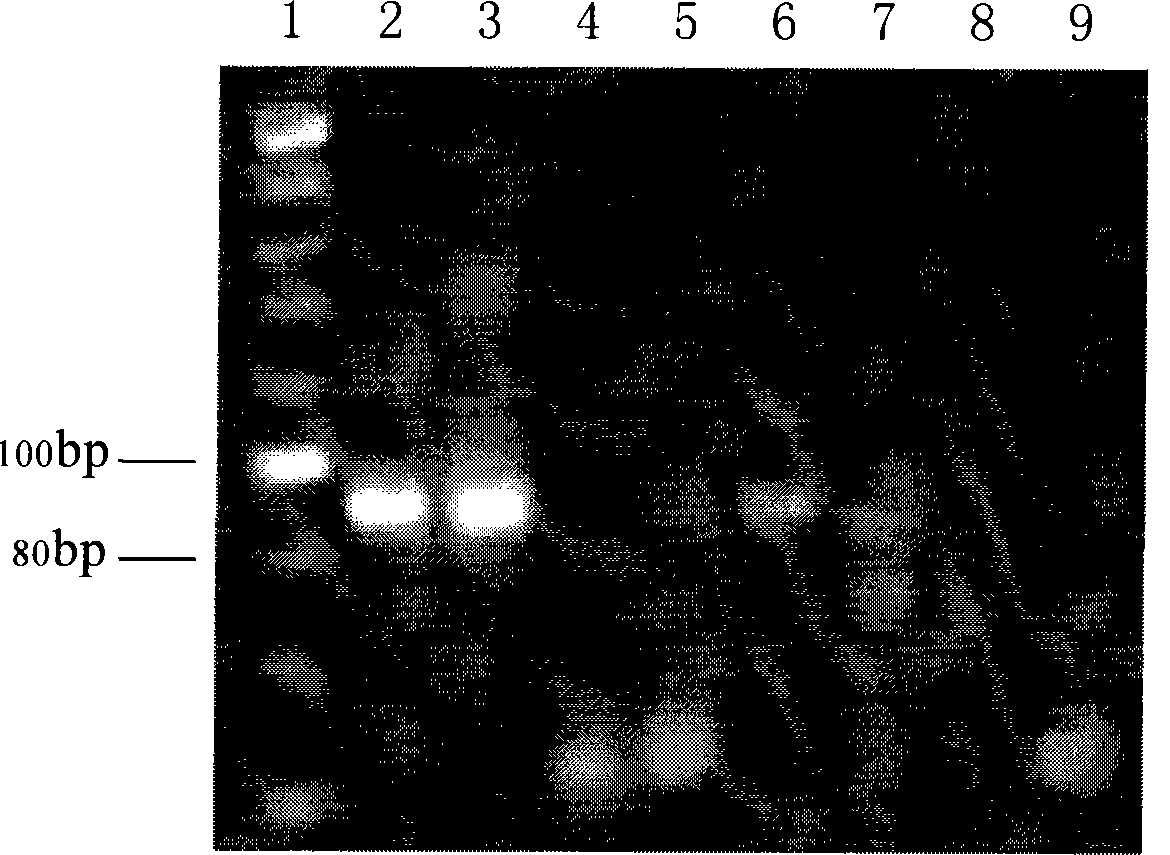 PCR determination method for Chinese medicine or Chinese medicinal crops derived from eukaryote