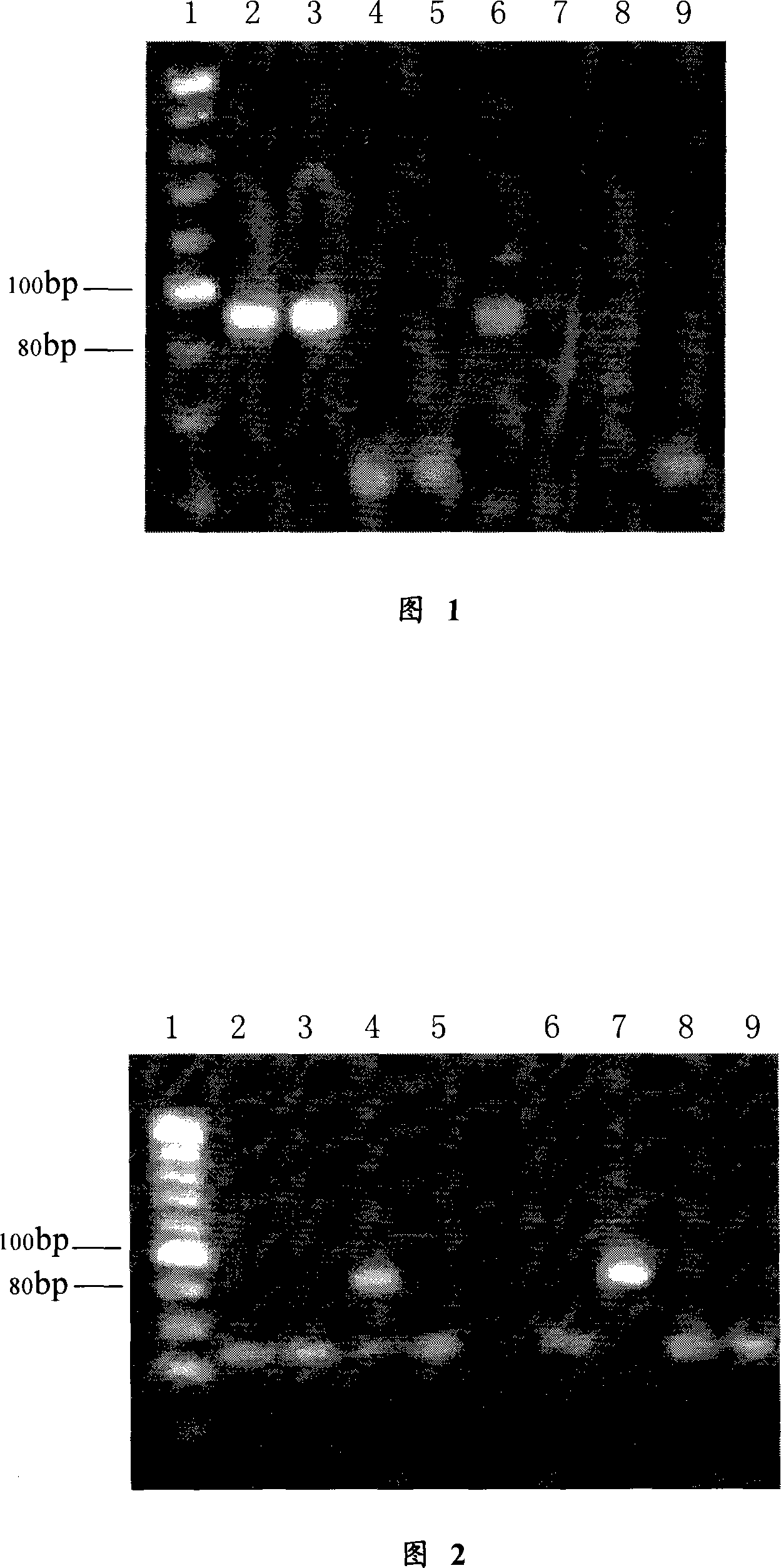 PCR determination method for Chinese medicine or Chinese medicinal crops derived from eukaryote