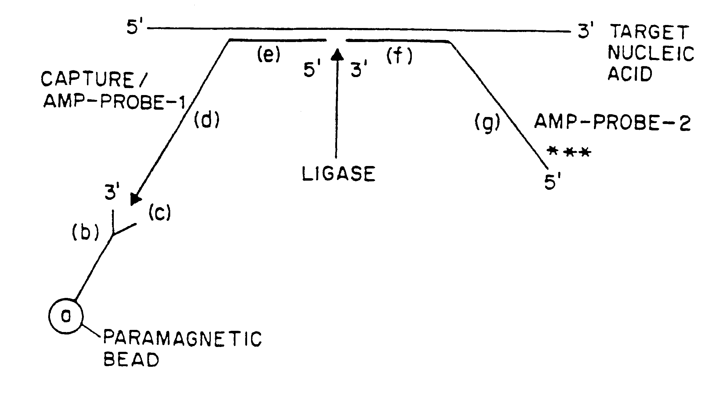 Nucleic acid amplification method hybridization signal amplification method (HSAM)