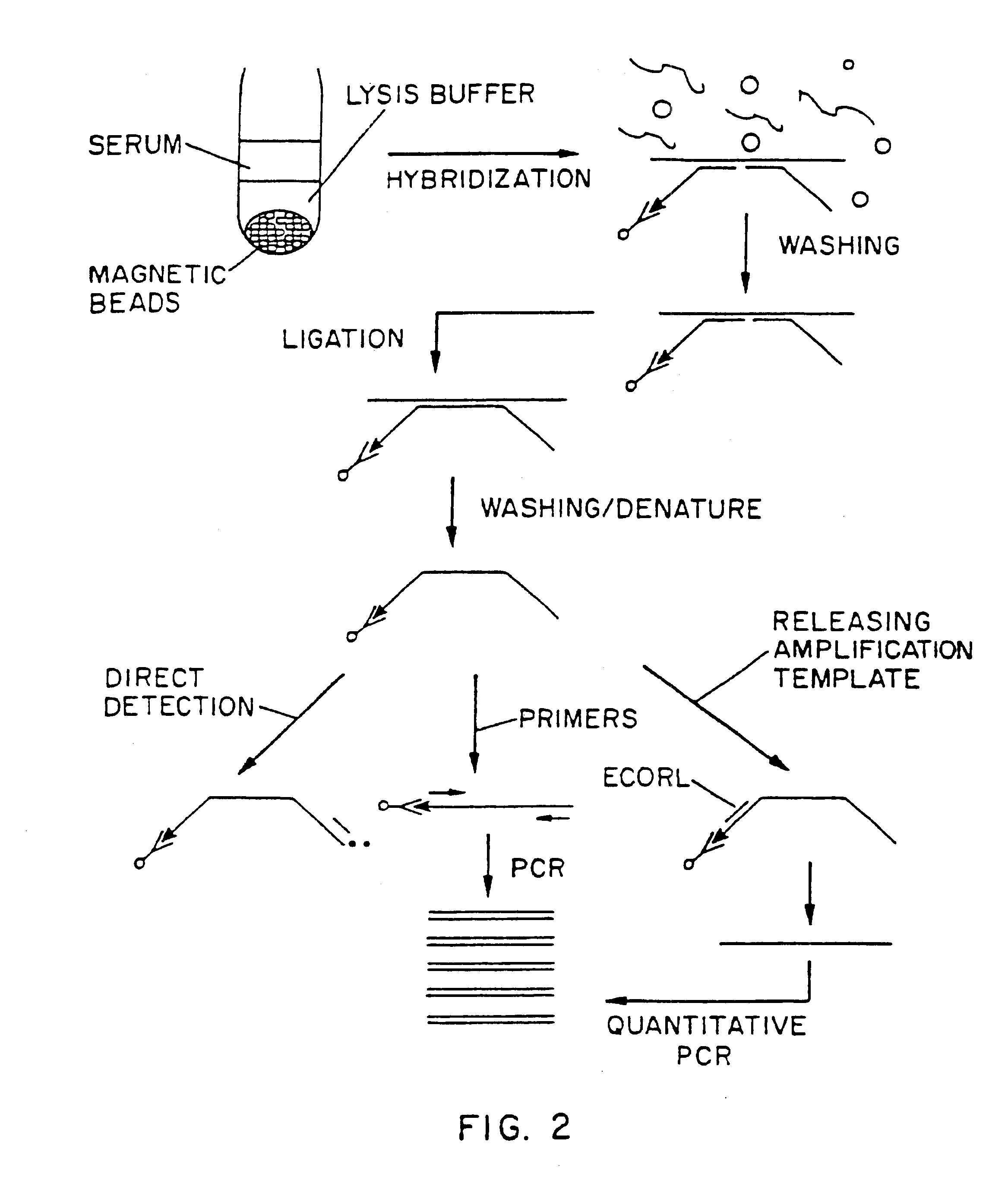 Nucleic acid amplification method hybridization signal amplification method (HSAM)