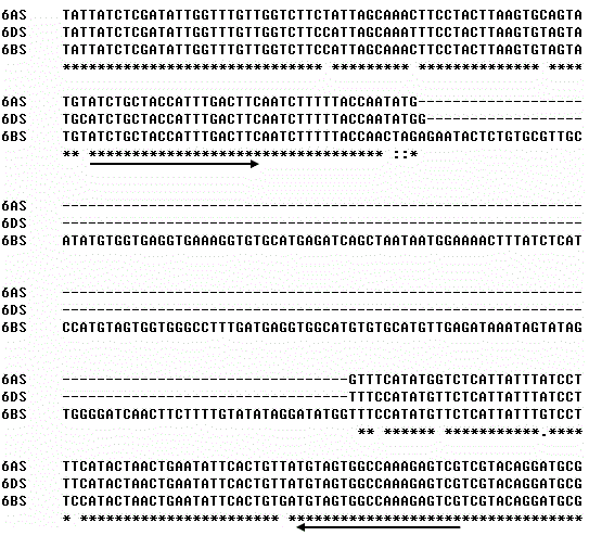 Haynaldia villosa's 6VS chromosome specific molecular marker 6VS-BH1 and application thereof